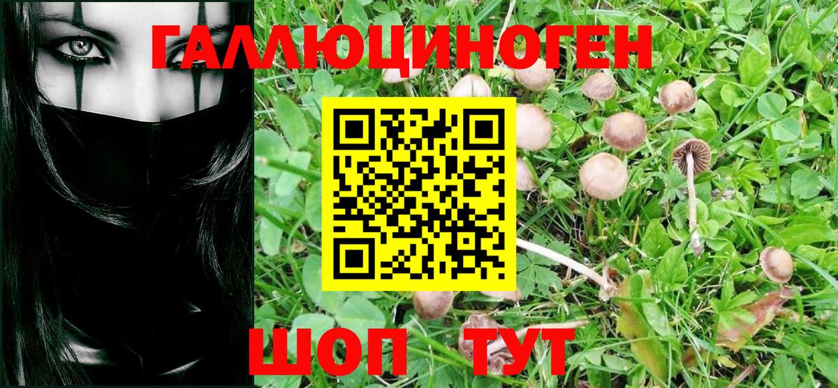 Галлюциногенные грибы Psilocybe Севастополь